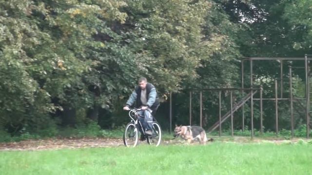 Беговая нагрузка. Хризантема. Движения. смотреть онлайн