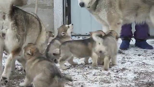 Продаются щенки Аляскинского маламута. смотреть онлайн