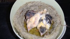 Как развиваются птенцы канарейки от 0 до 30 дней,основано на реальных событиях !