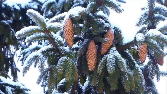 Ислам Мальсуйгенов, Зульфия Чотчаева - Снег летит