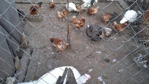 Как посадить индюшку на яйца