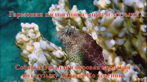 28. Собачка Экзаллия игровая Короткая под музыку Дидюля По течению