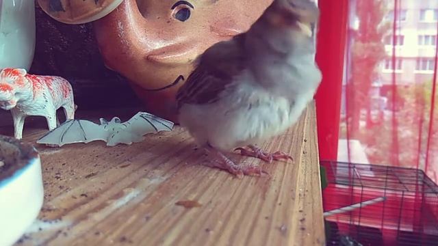 Птенец воробья учиться кушать сам