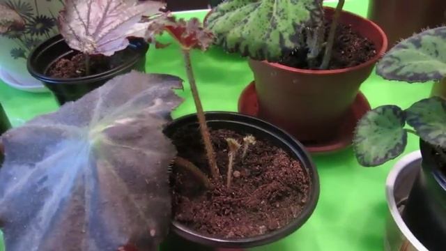 Бегония. Черенкование листом. Почему такое разное развитие? Нужен совет. смотреть онлайн