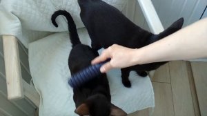 OUR  ORIENTAL CATS    НАШИ  ОРИЕНТАЛЬНЫЕ КОШКИ