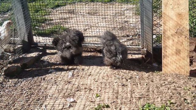 китайские шелковые цыплята смотреть онлайн