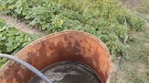 подкормка малины во время плодоношения