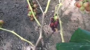 Виноград Бодрый селекции Павловского Е.Г. 2019г