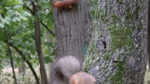 На Ушастика напал голубь и другие видео с Ушастиком