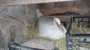 Мускусные утки занеслись -забирать яйца или нет?? / musky ducks were carried /индоутки / шипуны