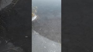 новосёловка(днепропетровская обл.)