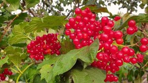 Самая полезная ягода. Калина Красная для Для вашего Здоровья.