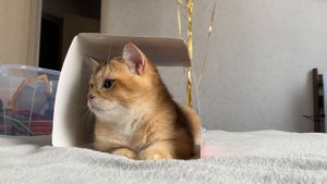 Британский кот Персик 🍑😁