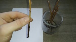 Смородина Часть 2: черенки дали корни.