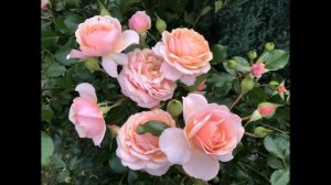 Мой розовый сад в Подмосковье. 2017 год