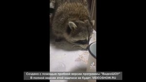 Енот полоскун