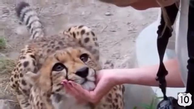 ГЕПАРД Ласковый ГЕПАРД смешные животные 2015 смотреть онлайн