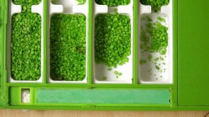 Новая муравьиная ферма! Кто в ней будет жить?