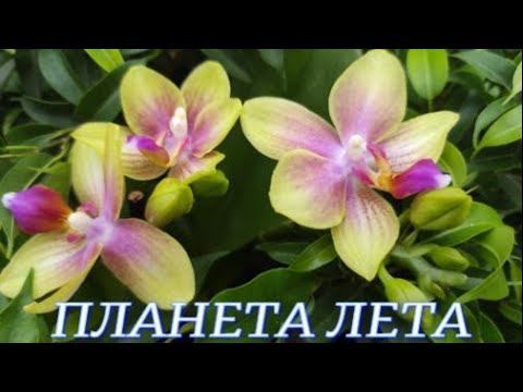 №682/ НЕВЕРОЯТНО красивые ОРХИДЕИ, Мультифлоры в ПЛАНЕТА ЛЕТА