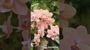 "Парфюмерная Фабрика" мультифлора Одорион😋🥰😘аромат потрясающий!Домашнее цветение.