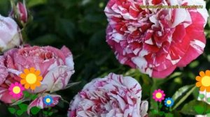 Роза полиантовая Твистер. Краткий обзор, описание характеристик, где купить саженцы Twister