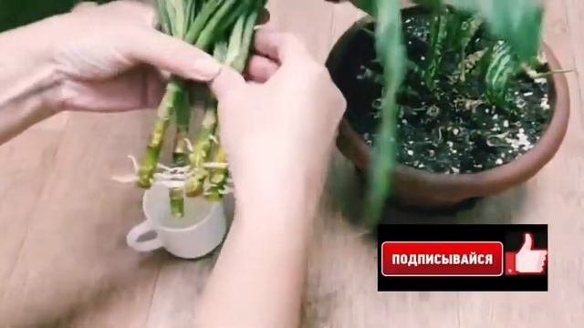 Укоренение и размножение аглонемы просто???