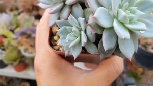 Echeveria COLORATA e suas DIFICULDADES