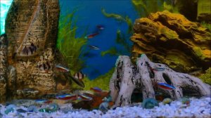 ОЙ ЦВЕТЁТ КАЛИНА - КАРАОКЕ - текст песни-(COVER) ПЕСНЯ ХОТЬ КУДА