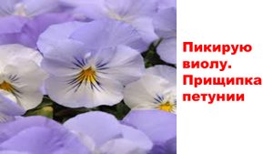 Пикирую виолу. Прищипка петунии