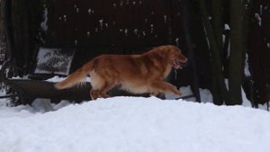 Новошотландский ретривер. щенки девочки !