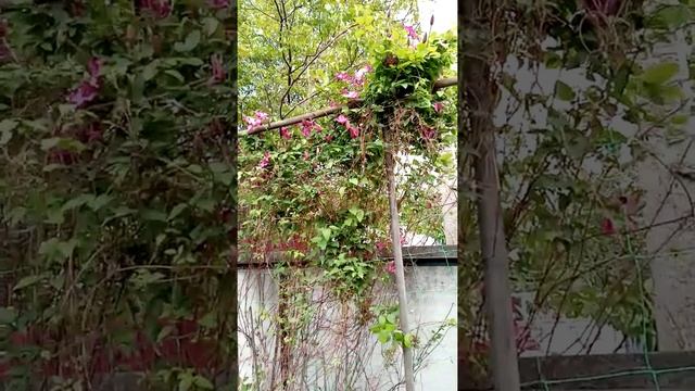 Клематис Виль-де-Лион. Обрезать или не обрезать? Часть 1. смотреть онлайн