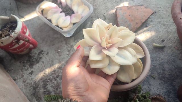 Dos suculentas que se transformaron! #suculentas #cactus #jardin #plantasdecasa #suculentavariegada смотреть онлайн