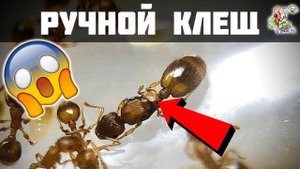 Ручной клещ у муравьев ● Temnothorax unifasciatus