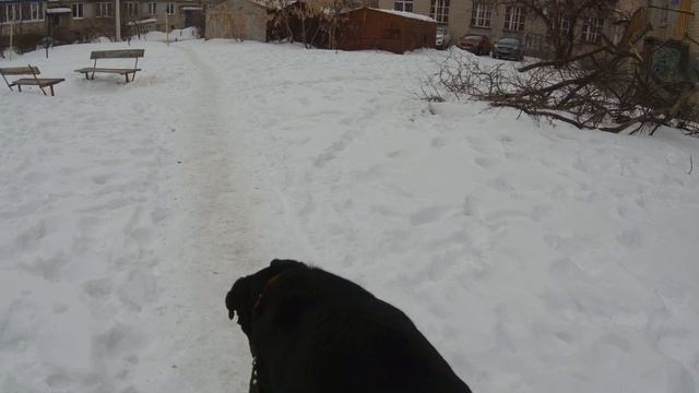 Ротвейлер.