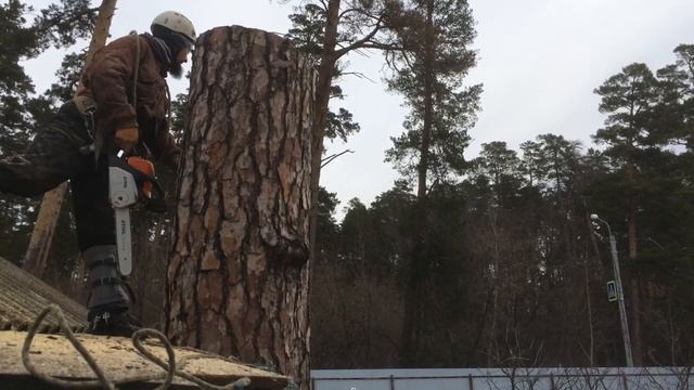 Что делать с засохшими соснами? Спил засохших сосен