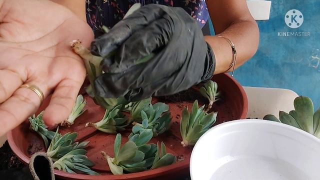 "Bebês, vários Bebês...Lindinhos - ECHEVERIA AMISTAR + REPLANTE смотреть онлайн