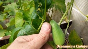 Циклантера Перуанский Огурец!Лечебный огурец.#циклантера