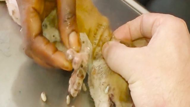 Huge Maggots & Mangoworms Cleaning From Stray Dog ! Animal Rescue Video 2022 #38