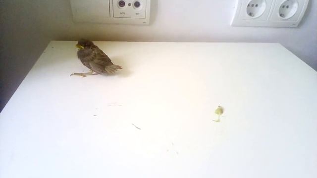 Пожалели маленькую птичку , принесли ее домой :) смотреть онлайн