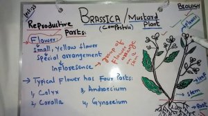 Mustard plant (Brassica compestris) Structure