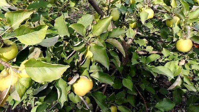 Яблоня сорт позднезимний Мавка смотреть онлайн
