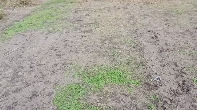 Рем-я малина Полька, посадка малины сорта Херитэйдж, Карамелька, Амира, и Прималбы. смотреть онлайн