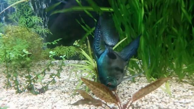 Скалярии Пиной взрослые смотреть онлайн