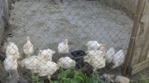 Выгодно ли держать индеек на откорм?