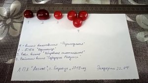 Войлочная вишня "сортоформа Макунаса"
