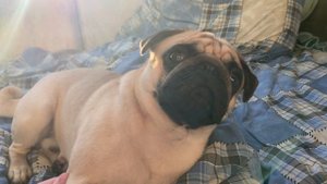 СЕБЕК ЗАСЫПАЕТ, ГЛАДИМ МИЛОГО МОПСА, СОБАКА ПОДПИШИСЬ ПЖ) #pug #pugs #мопс