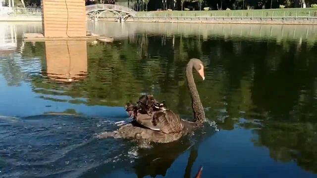 У Кременчуці лебідь змагався з моторним човном смотреть онлайн