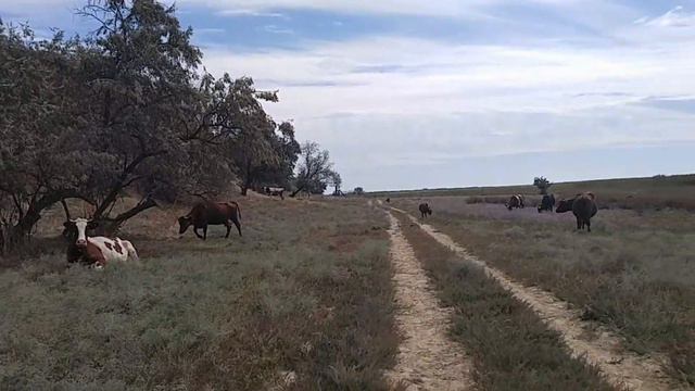 По берегу Днестровского лимана. Часть 1. смотреть онлайн