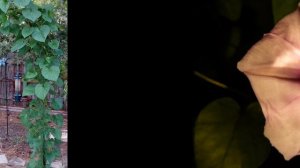 ЛУНОЦВЕТ  (CALONYCTION)  сем. Вьюнковые