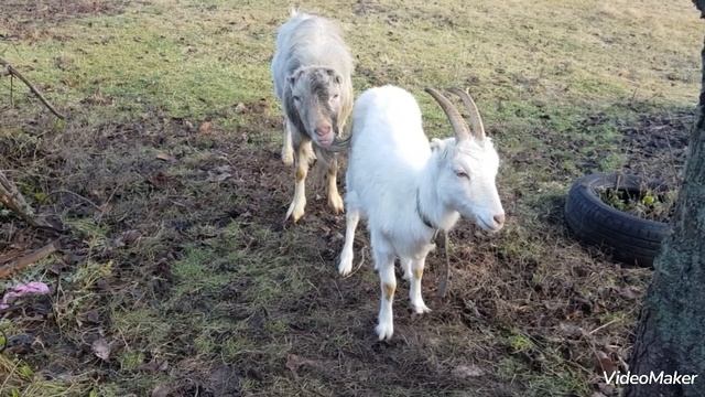 Козел ЛаМанча 4 года, покрытие козы. Жизнь в селе, приусадебное хозяйство#козел#ламанча#покрытиекоз